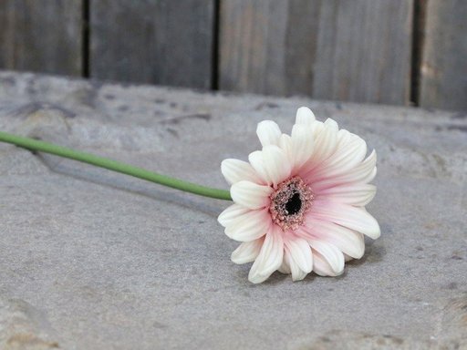 Impressionen zu Chic Antique Fleur Gerbera, Bild 1