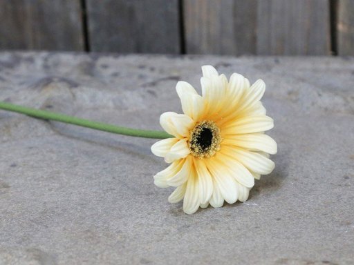 Impressionen zu Chic Antique Fleur Gerbera, Bild 2