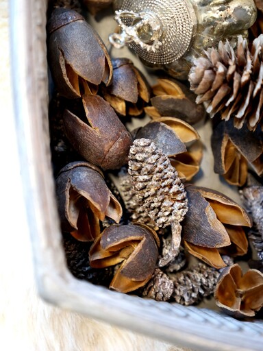 Impressionen zu Chic Antique Fleur getrocknete Zapfen klein, Bild 1