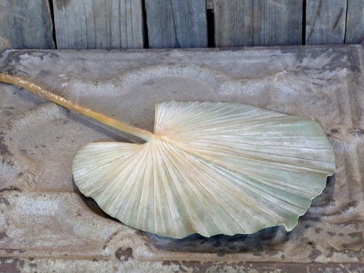 Impressionen zu Chic Antique Kunstpflanze Palmen Blatt, Bild 1