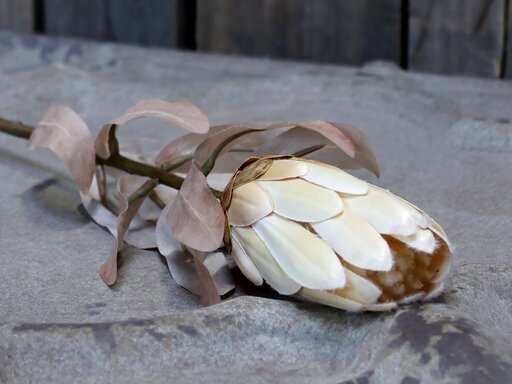Impressionen zu Chic Antique Fleur Protea Kunstblume, Bild 1