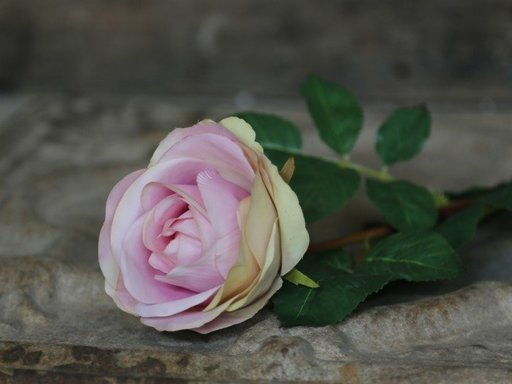 Impressionen zu Chic Antique Fleur Rose rosa, Bild 1