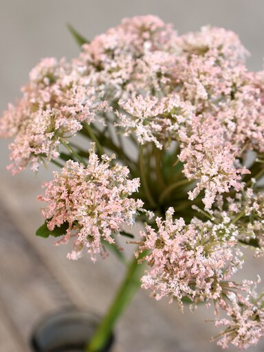 Impressionen zu Chic Antique Fleur Wilde Möhre, Bild 2