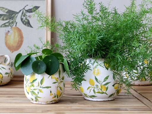 Impressionen zu Chic Antique Limone Blumentopf, bauchig mit Zitronenmotiv, Bild 3