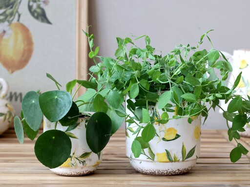 Impressionen zu Chic Antique Limone Blumentopf mit Zitronenmotiv, Bild 3