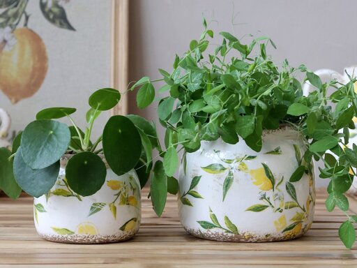 Impressionen zu Chic Antique Limone runder Blumentopf mit Rand, Bild 3