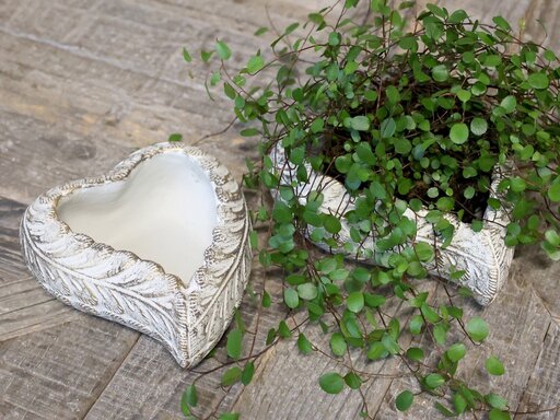 Impressionen zu Chic Antique Vittel Blumentopf Herz, Bild 1